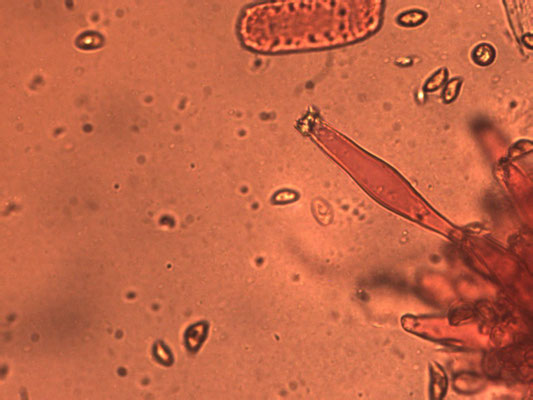 Inocybe pusio - Paarssteelspleetvezelkop