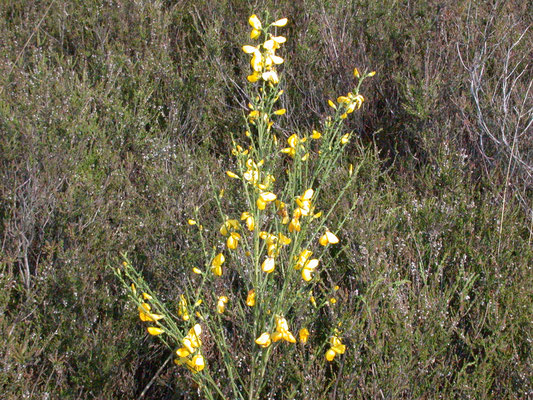 Cytisus scoparius - Brem