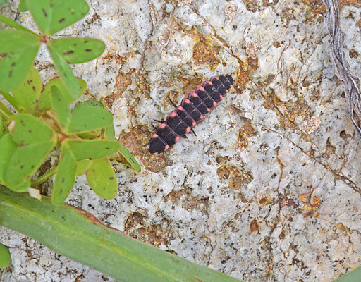 Grote glimworm