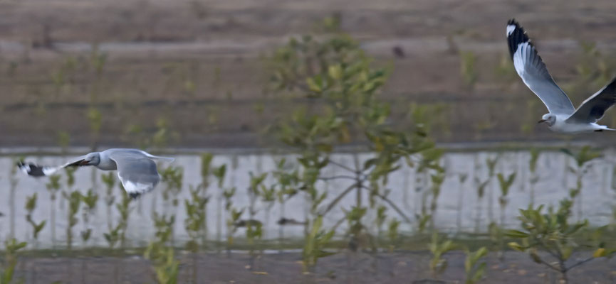 Larus cirrocephalus - Grey-headed Gull