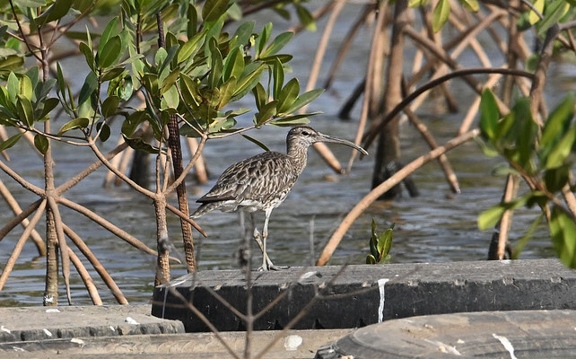 Numenius phaeopus - Whimbrel