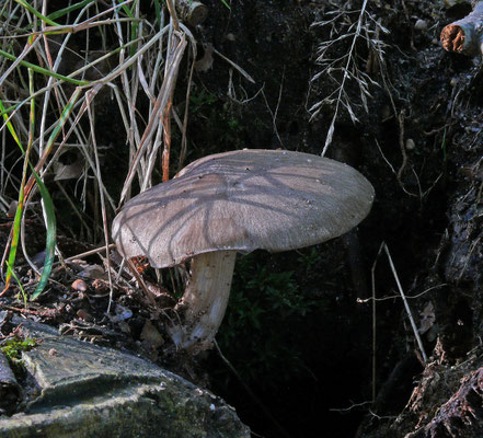 Pluteus cervinus - Gewone hertenzwam
