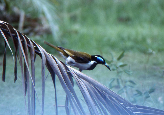 Blue-faced Honeyeater