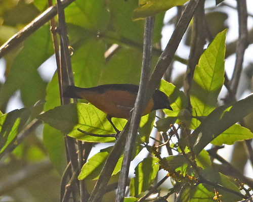 Finch Euphonia
