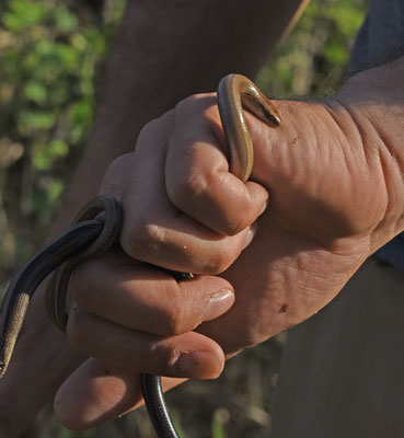 Hazelworm