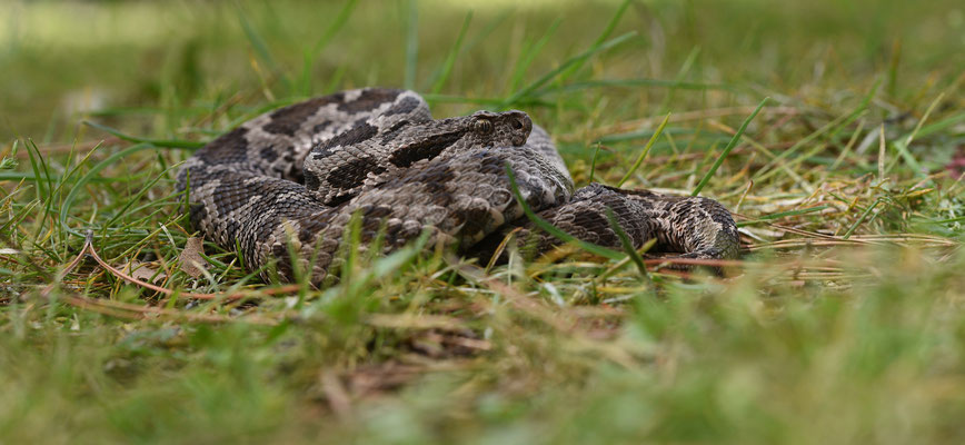 Ottomaanse Adder