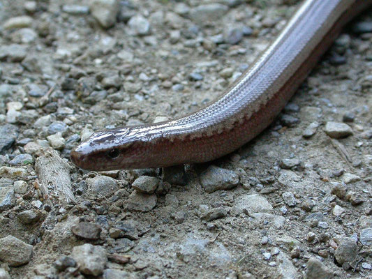 Anguis cephalonnica (Peloponnesoshazelworm)