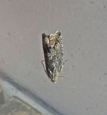 Cydia splendana - Gewone spiegelmot