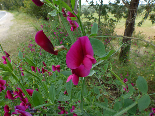 Lathyrus latifolius - Breedbladige lathyrus