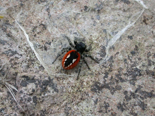 Philaeus chrysops