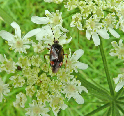 Deraeocoris ruber - Rode halsbandwants