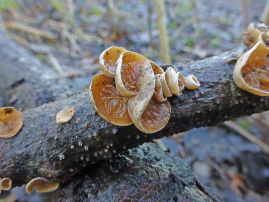 Schizophyllum amplum - Vals judasoor