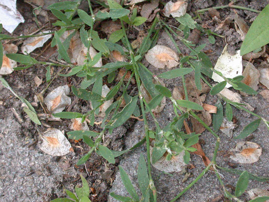 Polygonum aviculare - Varkensgras