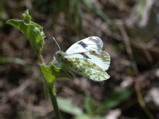 Euchloe ausonia
