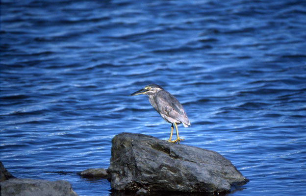 Striated Heron