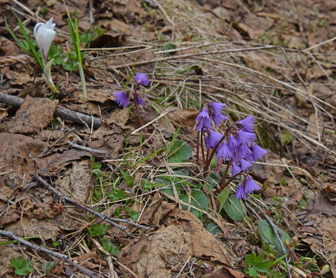 Alpenkwastjesbloem (Soldanella alpina)