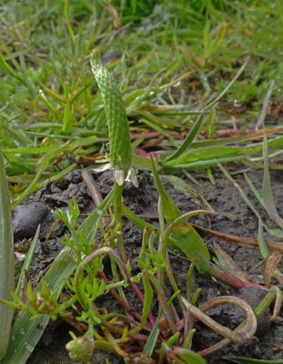 Myosurus minimus - Muizenstaart