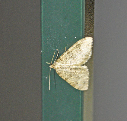 Nebula ibericata