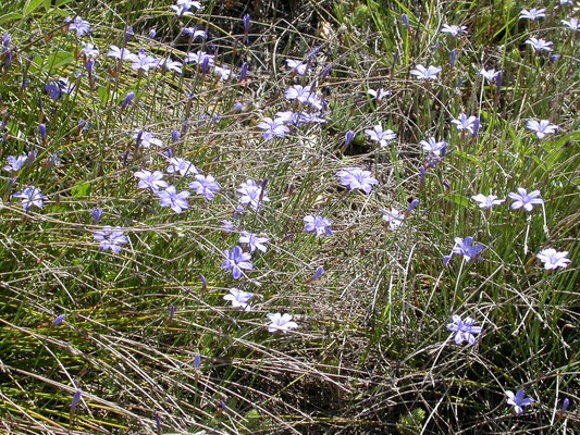 Aphyllanthes monspeliensis - Blauwe bieslelie