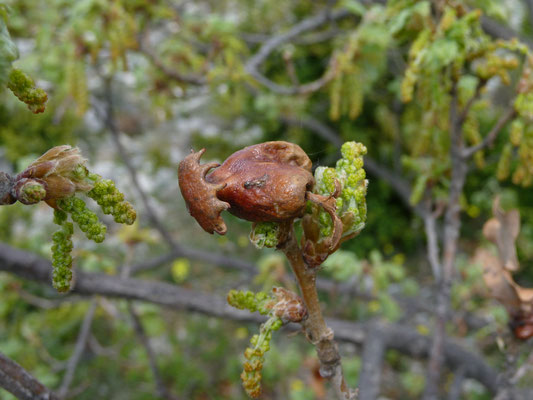 Quercus species