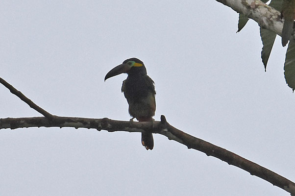 Guianan Toucanet