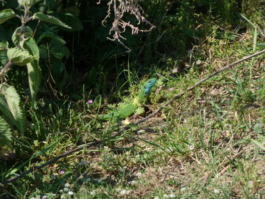 Lacerta viridis