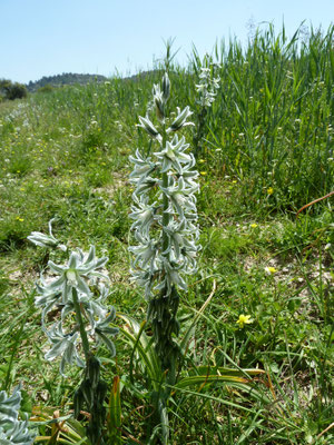 Ornithogalum nutans