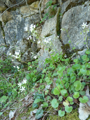 Saxifraga rotundifolia - Rondbladige steenbreek