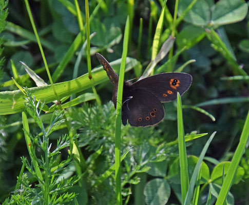 Voorjaarserebia (Erebia medusa)