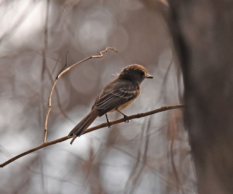 Rufous-crowned Elaenia