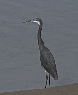 Egretta gularis - Western Reef-Egret