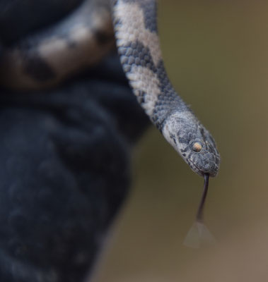 Telescopus fallax syriacus