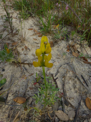 Lupinus luteus