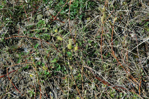 Salix repens - Kruipwilg
