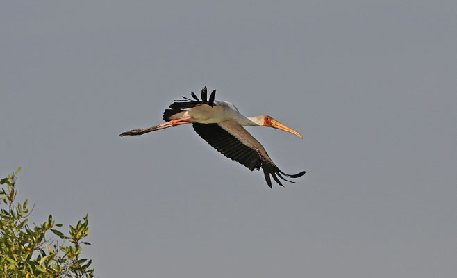 Mycteria ibis - Yellow-billed Stork