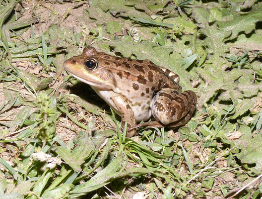 Pelophylax ridibundus - Meerkikker