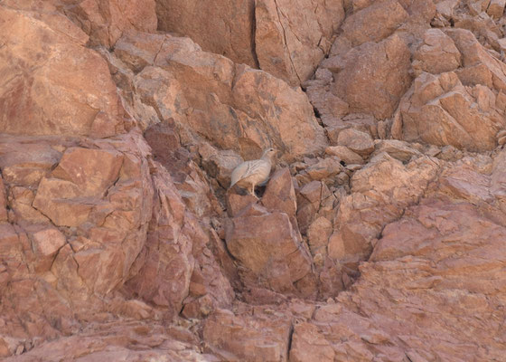 Arabische zandpatrijs - Sand Partridge