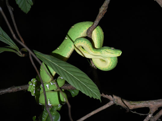 Corallus caninus - Groene Hondskopboa
