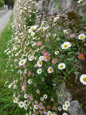 Erigeron karvinskianus - Muur- of Madelieffijnstraal
