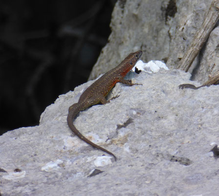 Dalmatische kielhagedis (Algyroides nigropunctatus)