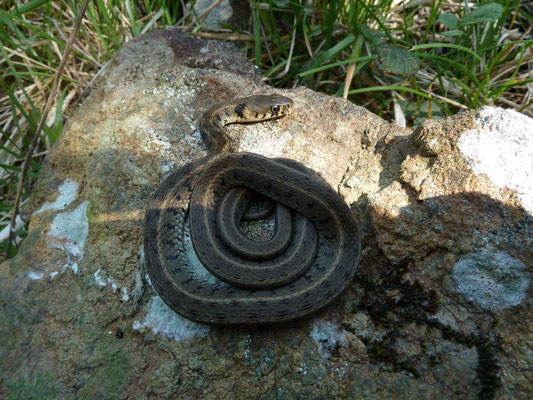 Natrix natrix persa (ringslang)