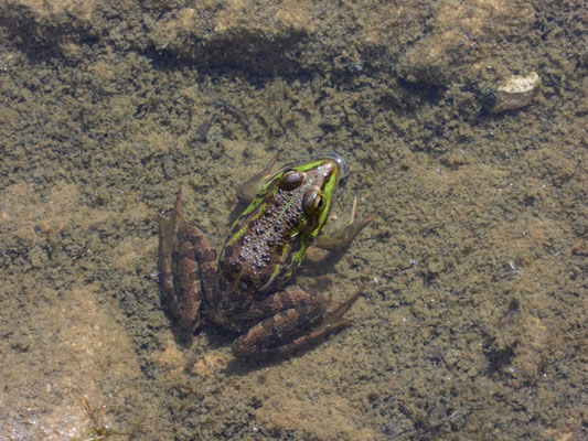 meerkikker (Pelophylax ridibunda)