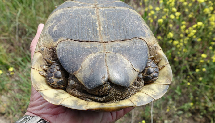 Moorse Landschildpad