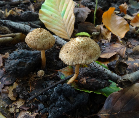Violetbruine vezelkop