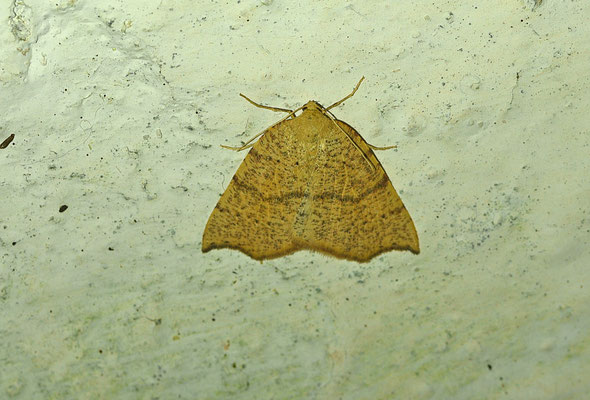 Toulgoetia cauteriata