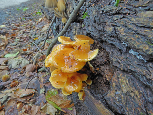 Flammulina velutipes - Gewoon fluweelpootje