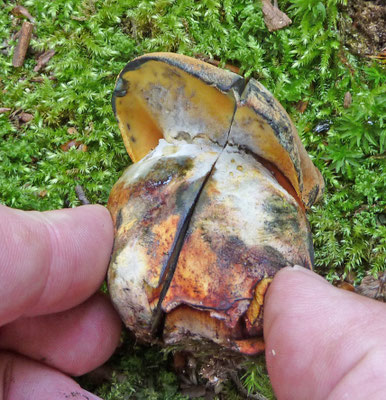 Cyanoboletus pulverulentus - Inktboleet