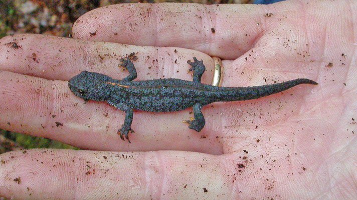 Ichthyosaura alpestris alpestris - Alpenwatersalamander