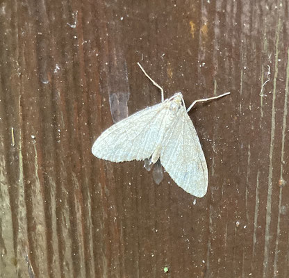 Trichopteryx carpinata - Vroege blokspanner