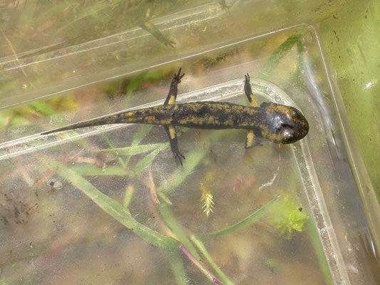 vuursalamander